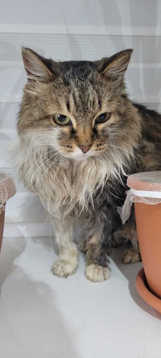 Отдам в добрые руки кошечку