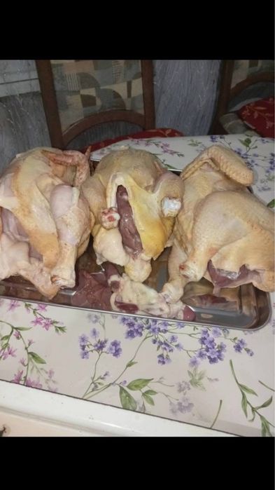 Домашни бройлери -Пилета