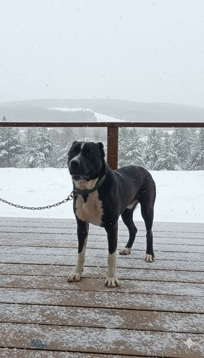 Пит шатс алабай сатылады