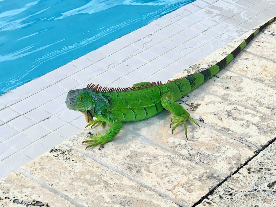 İguana bolasi kottasi bor