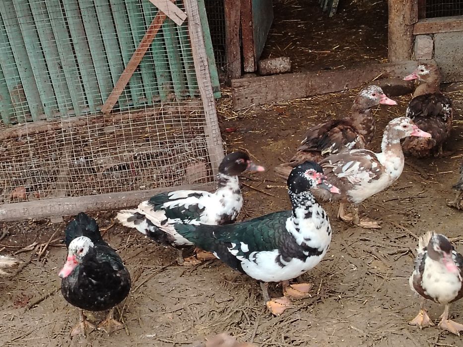 Indoutkalar sotiladi