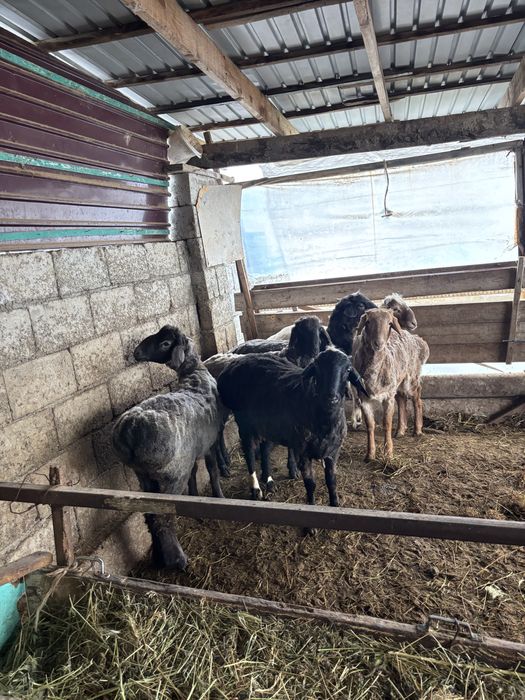 Бараны продам 6шт Туркестан