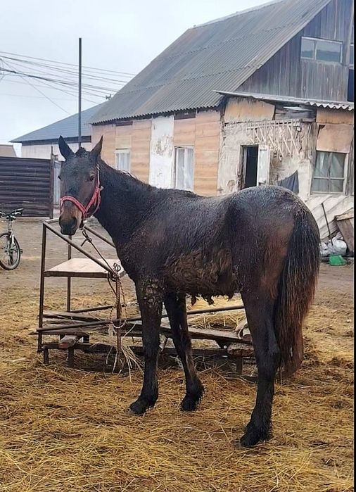 Продам кобылку,российская.