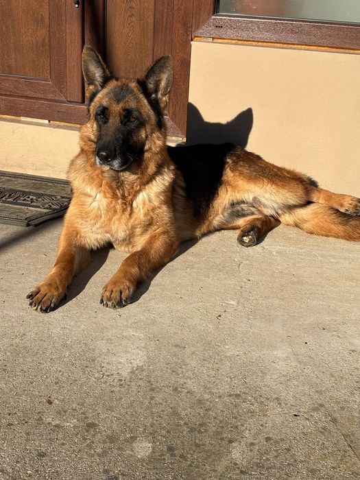 Ciobanesc german de vanzare