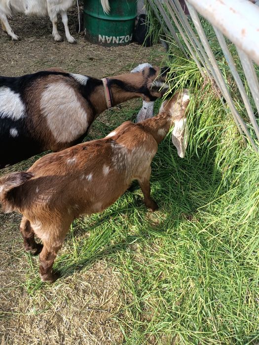 Ied anglonubian de vanzare