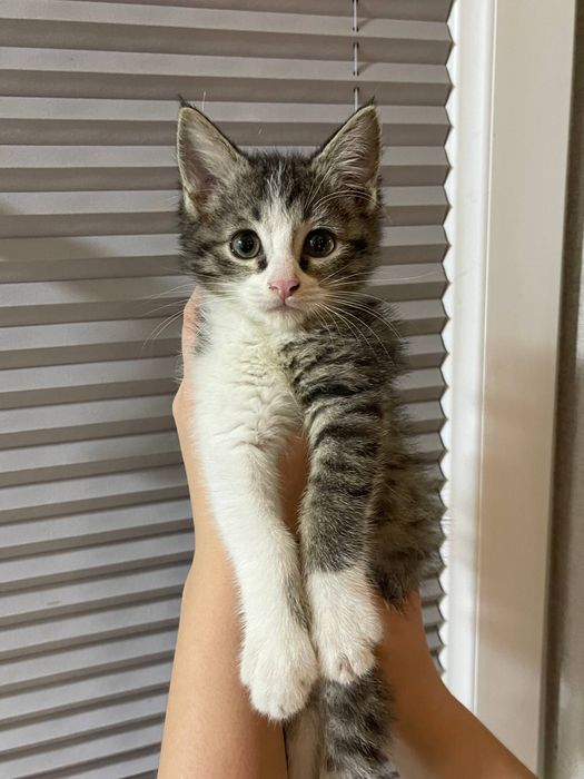 Отдам даром котенка