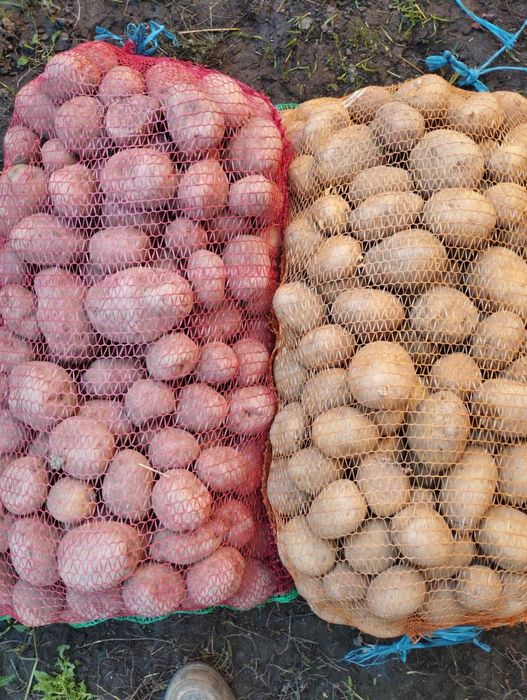 Cartof consum alb/rosu