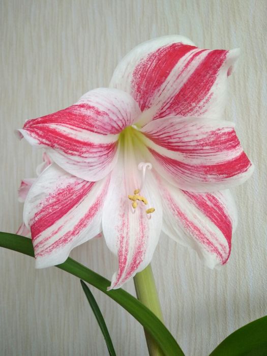 Луковицы гиппеаструма