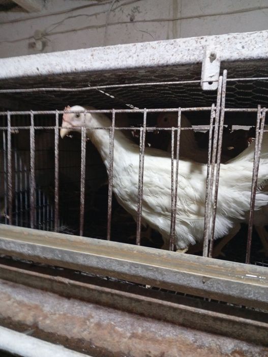 100  105 кунлик тухумга таййор жужалар сотилади