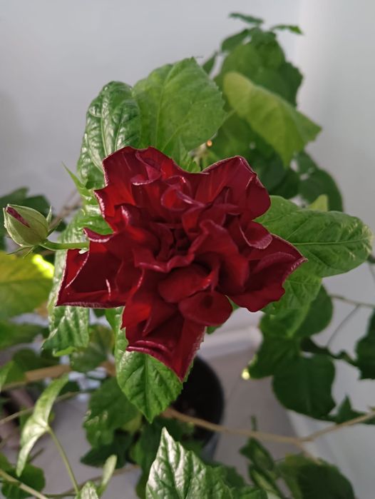 Китайская роза Гибискус