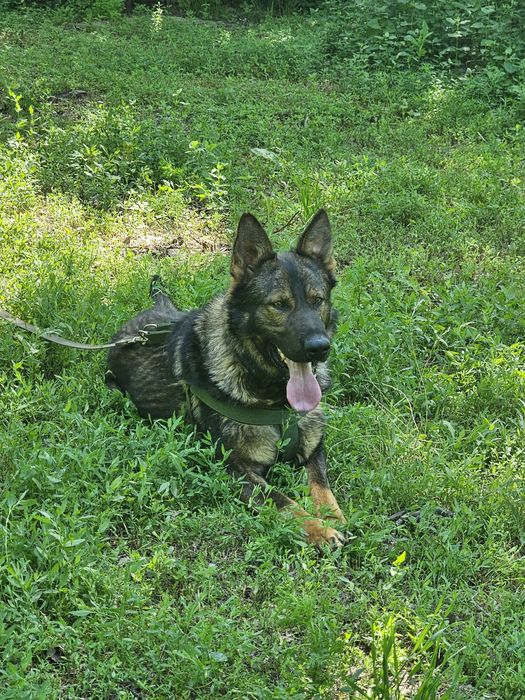 Рабочие линии. Вязка. Немецкая овчарка