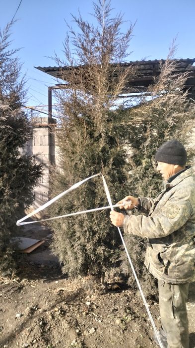 Голубой ель и туи продается