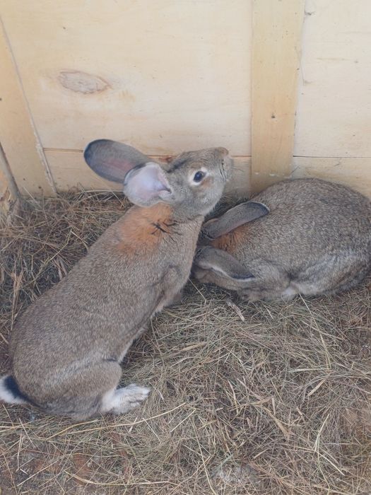 2 Кролихи фландр