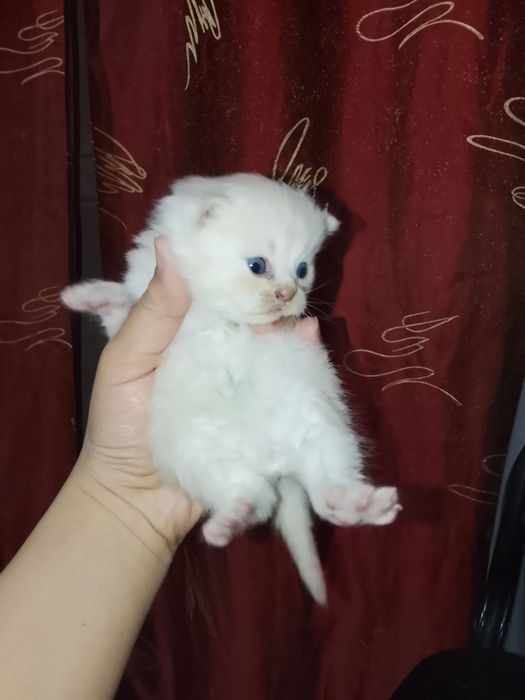 Zotli mushukchalar sotuvda