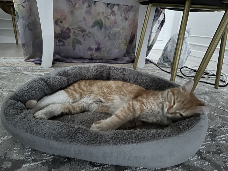 Продам кота хорошая