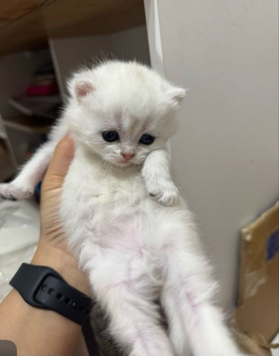 Продается шиншилы котята