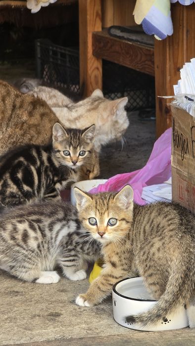 Отдам котят даром