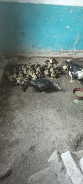 Indautka joʻjalari sotiladi