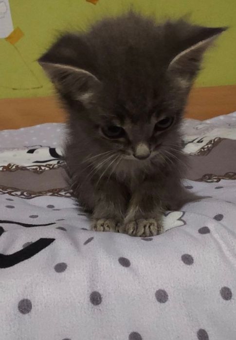 Отдам котят в добрые руки.