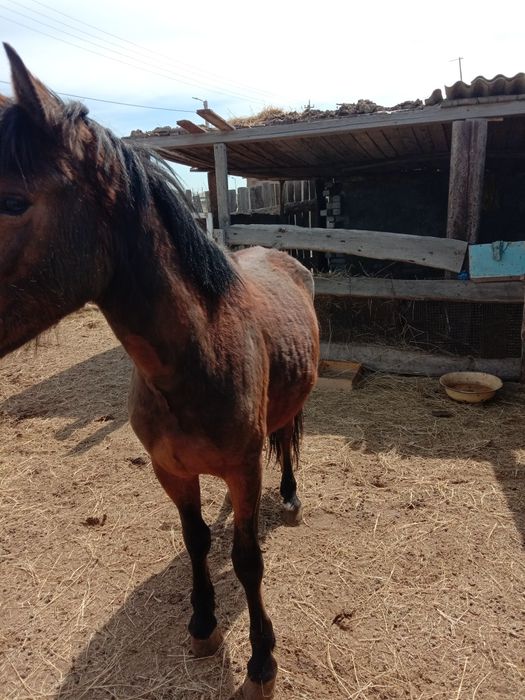 Құнан 3жасар 600000