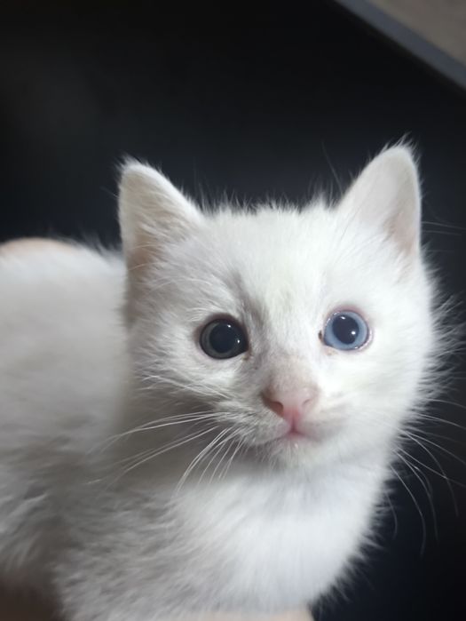 Отдам прекрасных котят