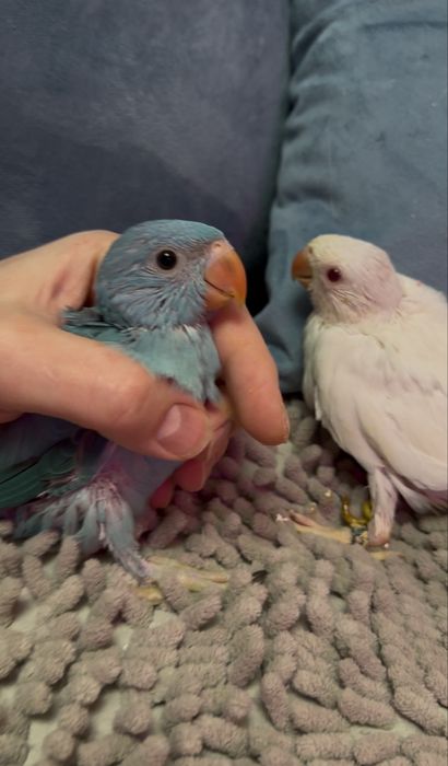 Ожереловый попугай