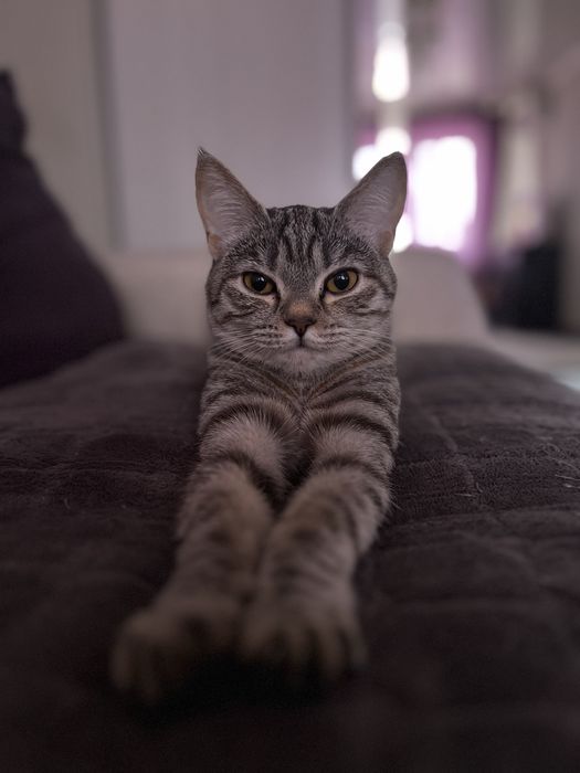 Отдам котенка в добрые руки
