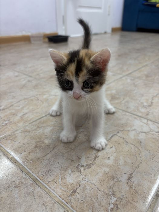 Отдам котят в добрые руки
