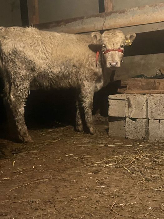 Кұнажын сатылады семіз