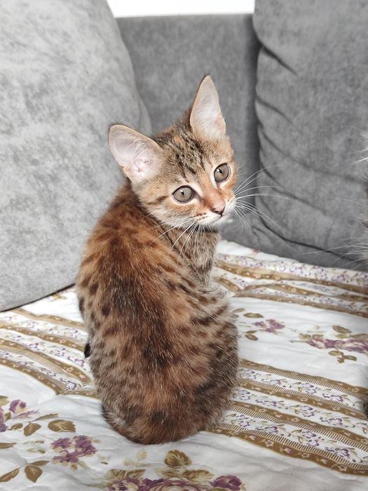 Котят отдам в добрые руки