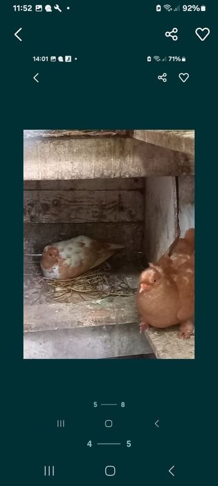 Vând Porumbei de diferite rase