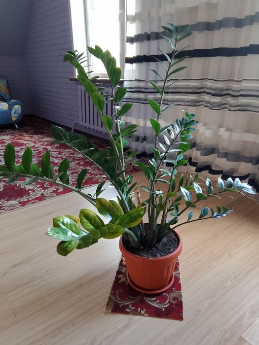 Продам долларовое дерево