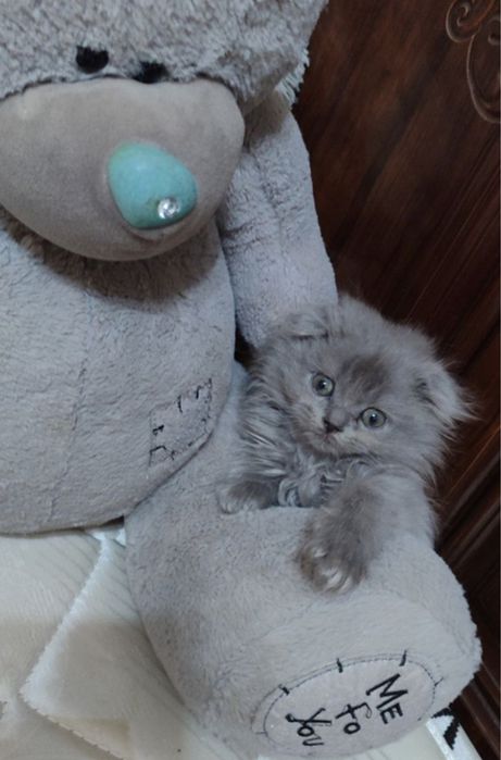 Элитный Scottish Fold — чистая порода, отец из Москвы