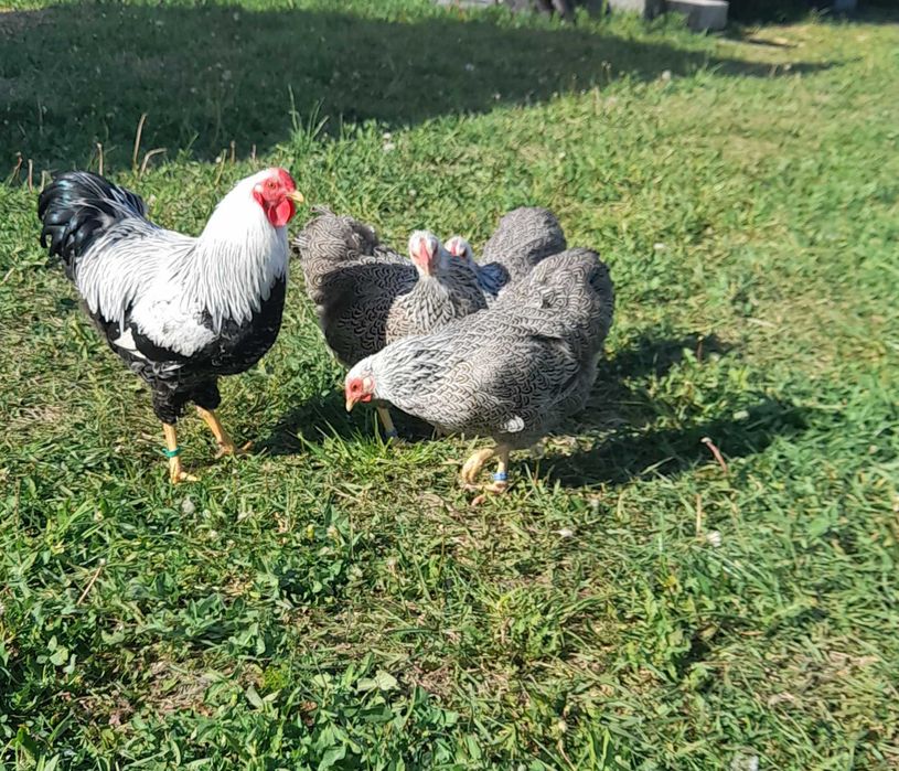 Wyandotte pitic duble benzi