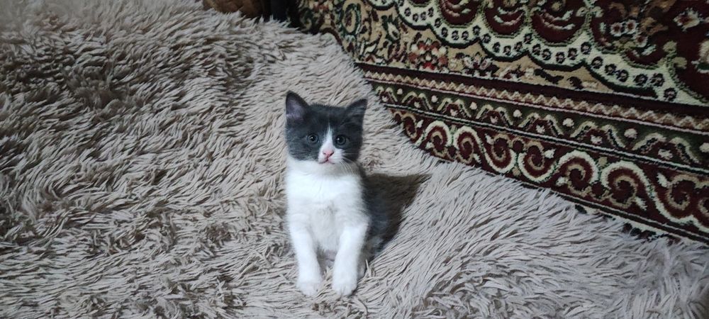 Продаются милые, ласковые котятки.