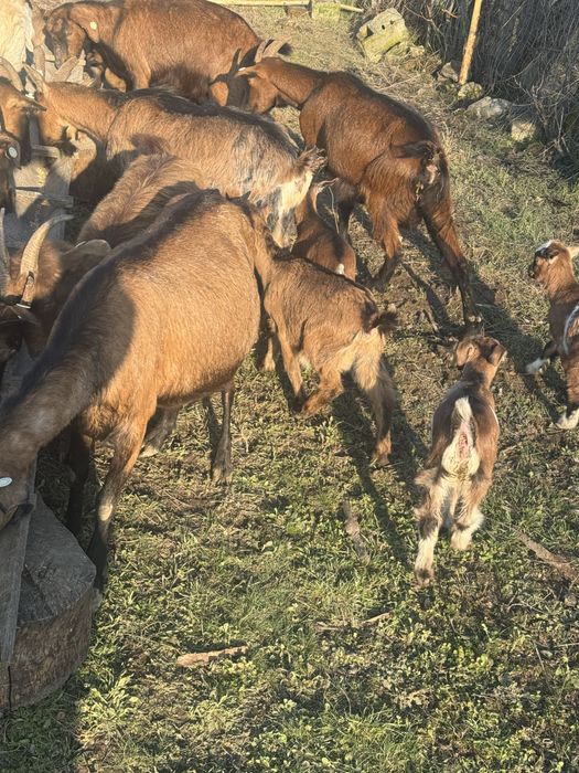 Capre cu unul sau doi iezi