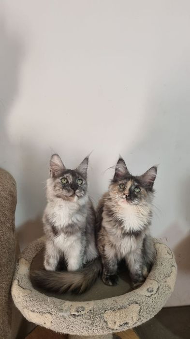 Продаются котята породы мейн кун