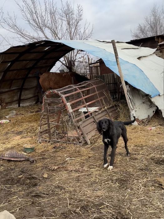 Продаи тазы молодой кабель