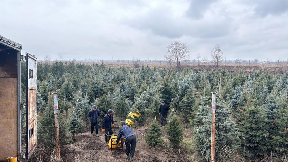 Саженцы деревьев