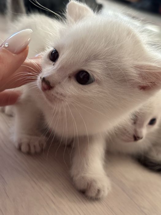 Отдаем котят в добрые руки, бесплатно