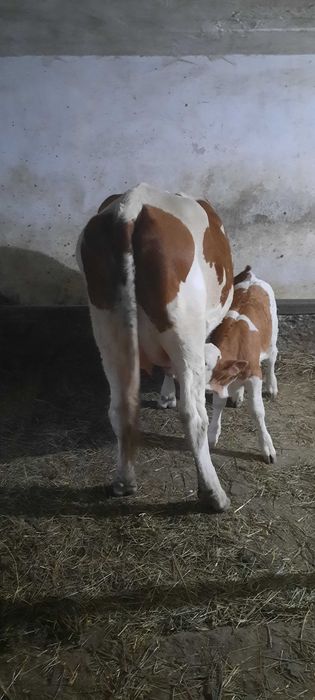 De vânzare Vacă bălțată românească.