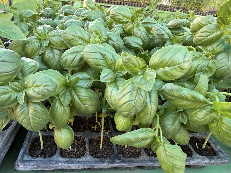 Rasaduri/Plante de vanzare