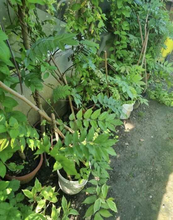 Caprifoi,  Mănâncă Maicii Domnului , Glicina