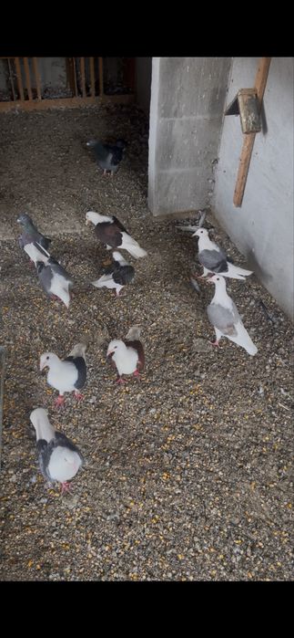 Porumbeii  isi cauta casa noua