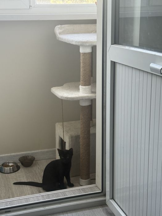 Кошечка в добрые ручки