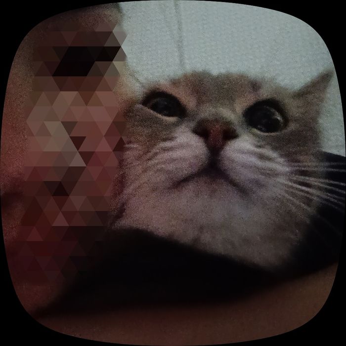 продаётся кошка .