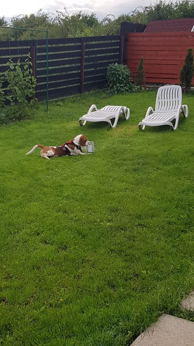 Pensiune Canina ,Pisicuțe și orice animalul de companie "HOME"