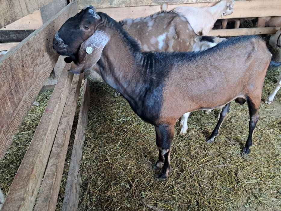 Iezi anglonubieni și saanen