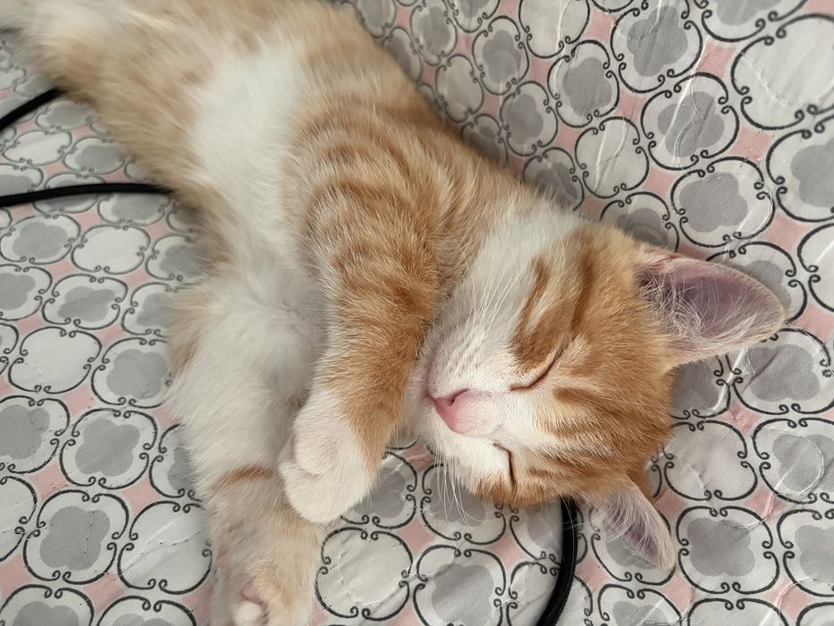 Отдам котенка в хорошие руки