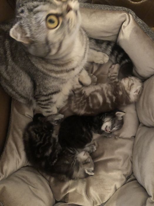 Котята скоттиш-фолд